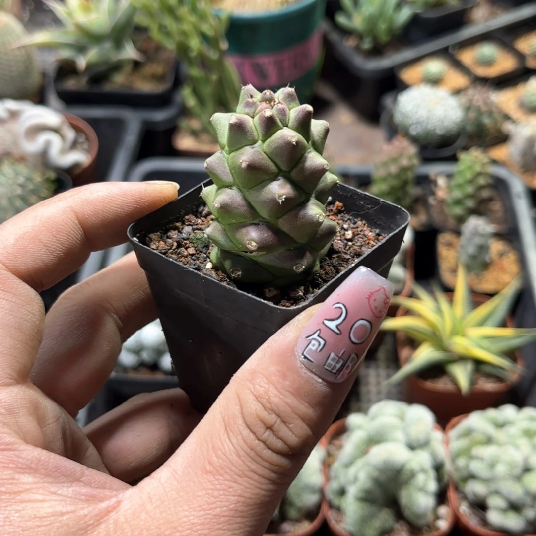 单头发货有根将军阁