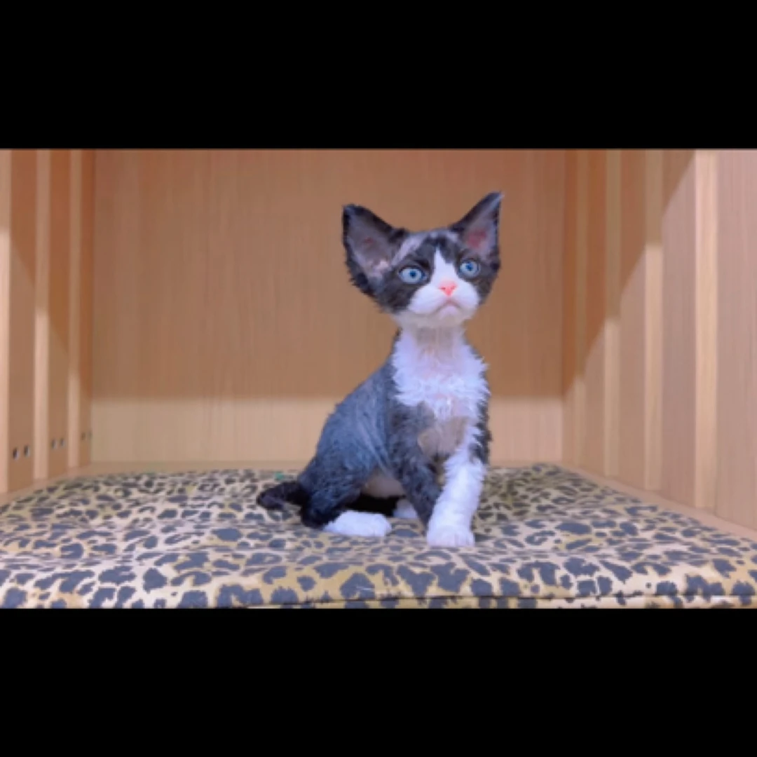 金宠德文卷毛猫繁育