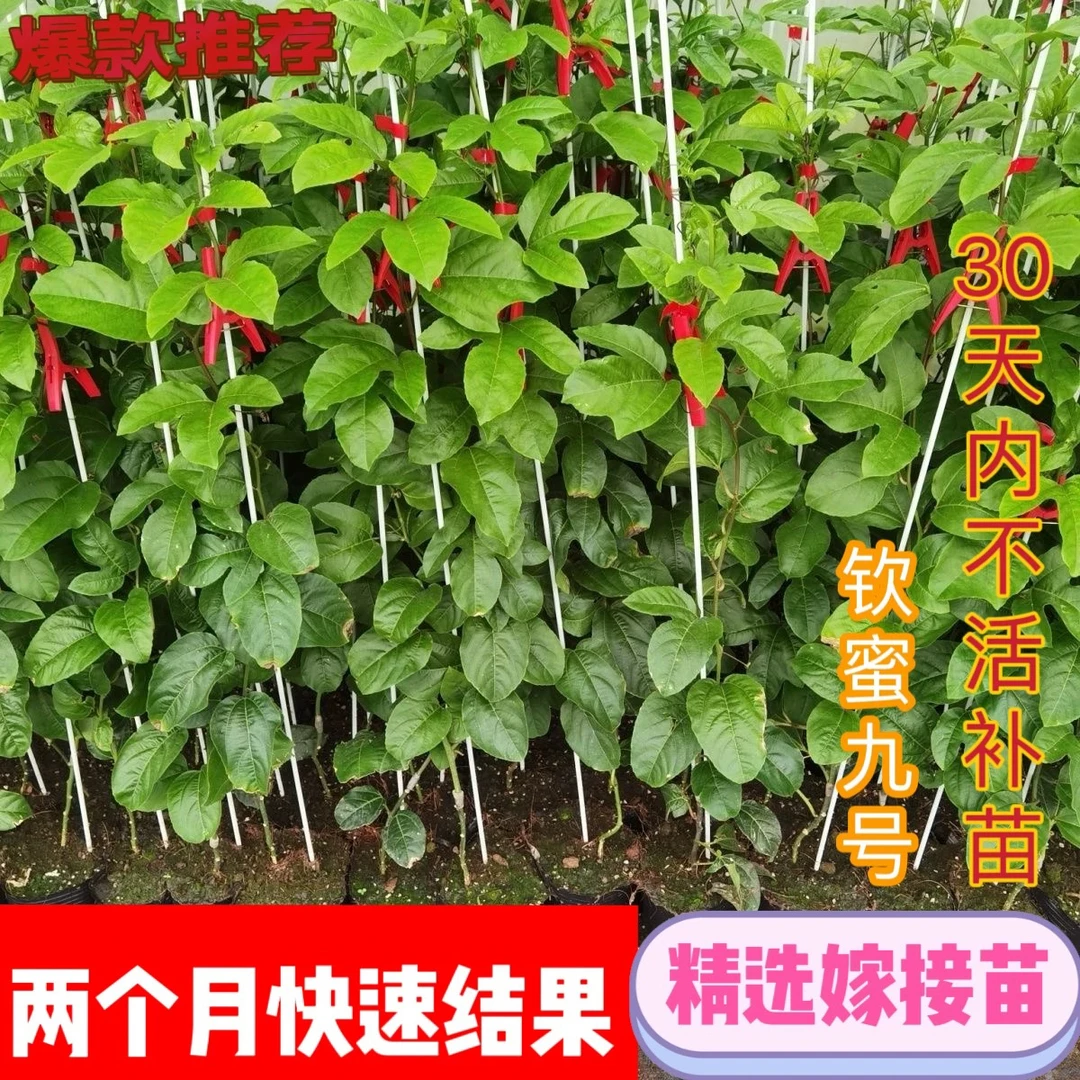 百香果苗黄金百香果树果苗大苗四季不断结果苗纯甜九号