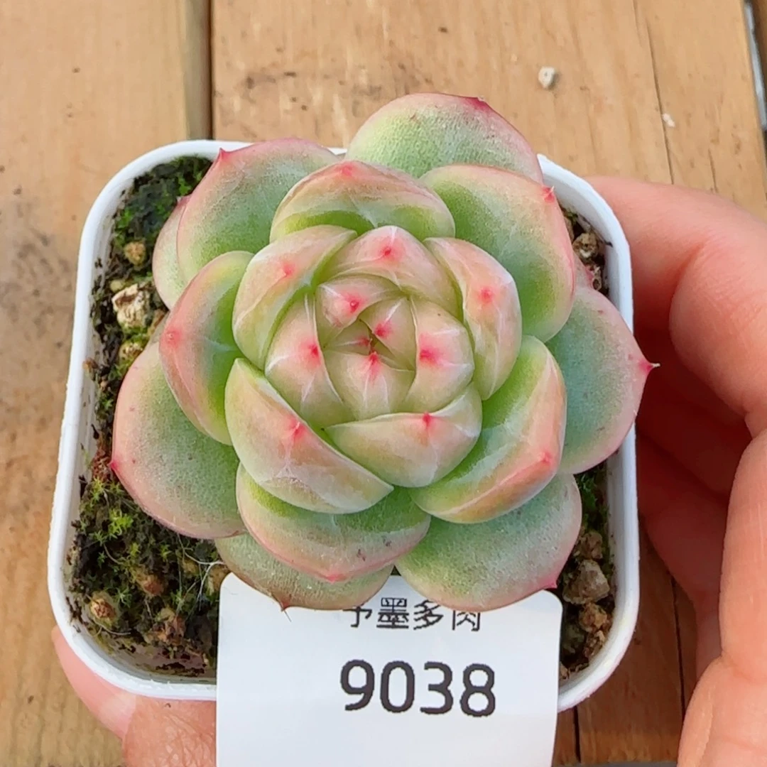 胭脂珍妮，9038多肉植物