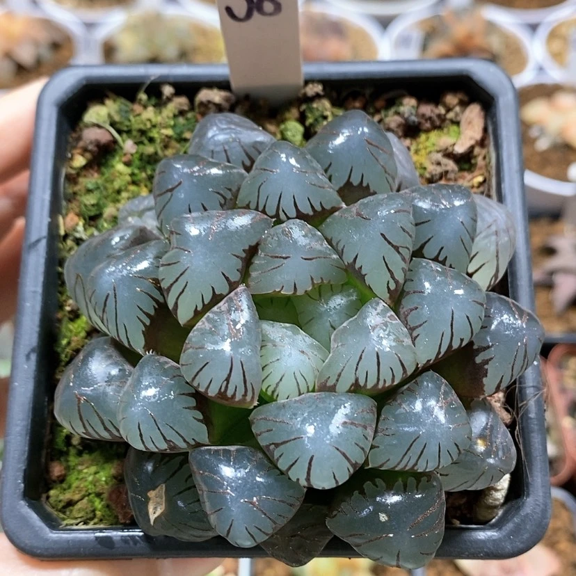 【闪购商品】58孔明灯玉露