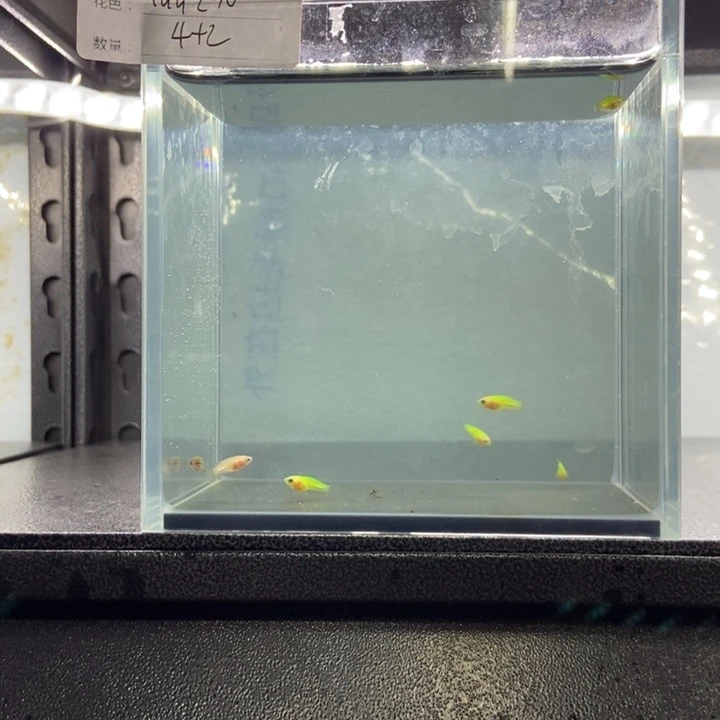 斗鱼包活不包损所见即所得152