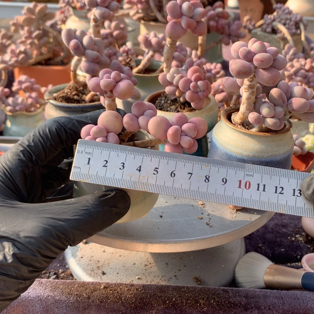 68感桃蛋带盆偏远地区补包邮的