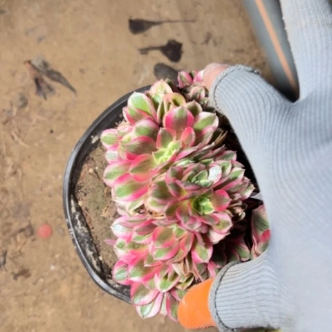 釀***组合多肉植物法师7925