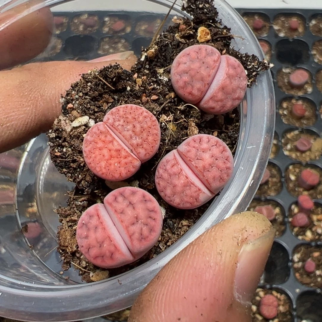 【闪购商品】?****? 1009。   长腿