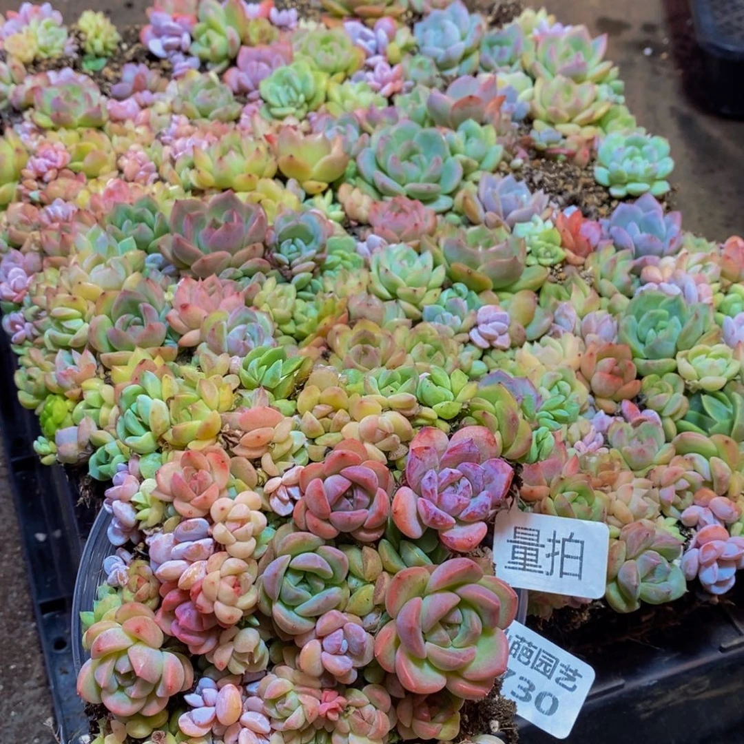 730多肉植物保护研究所量拍一盒