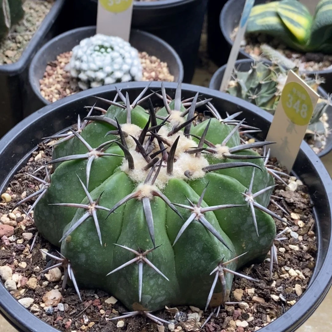 自根豪刺黑刺铃木圆盘玉10cm