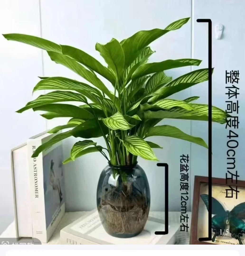水培青纹竹芋】盆栽室内桌面摆设四季常青可净化空气好养活