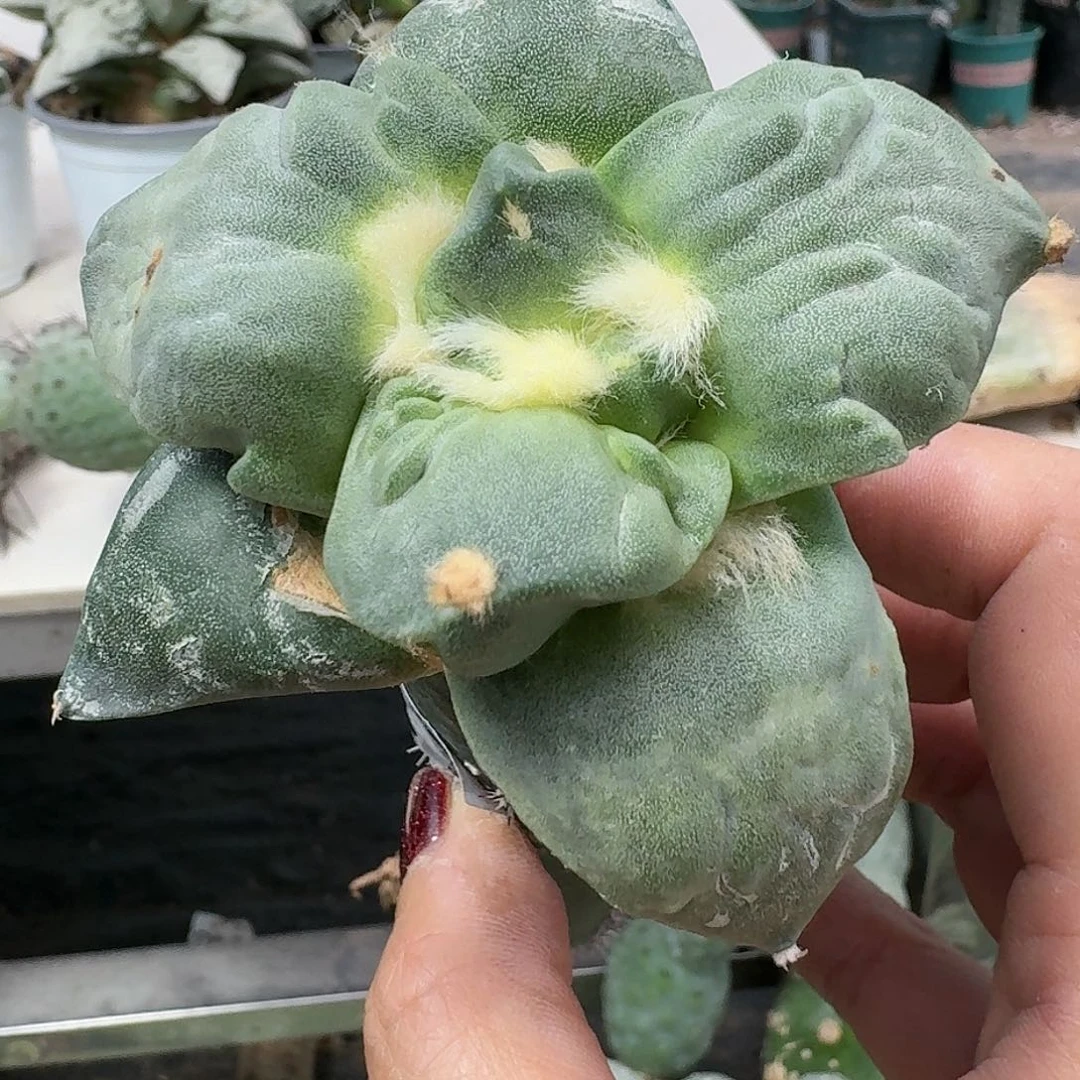 【闪购商品】无花朵勾尤牛蛇437