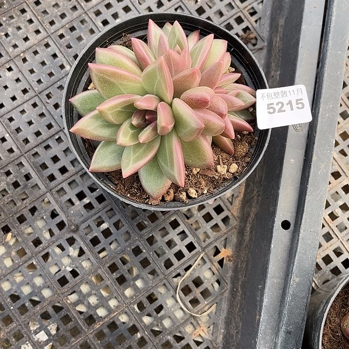 阿雅园艺。         5215迷雾泡泡