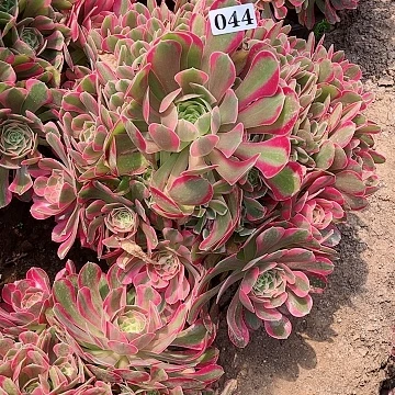 第**称多肉植物七彩石044