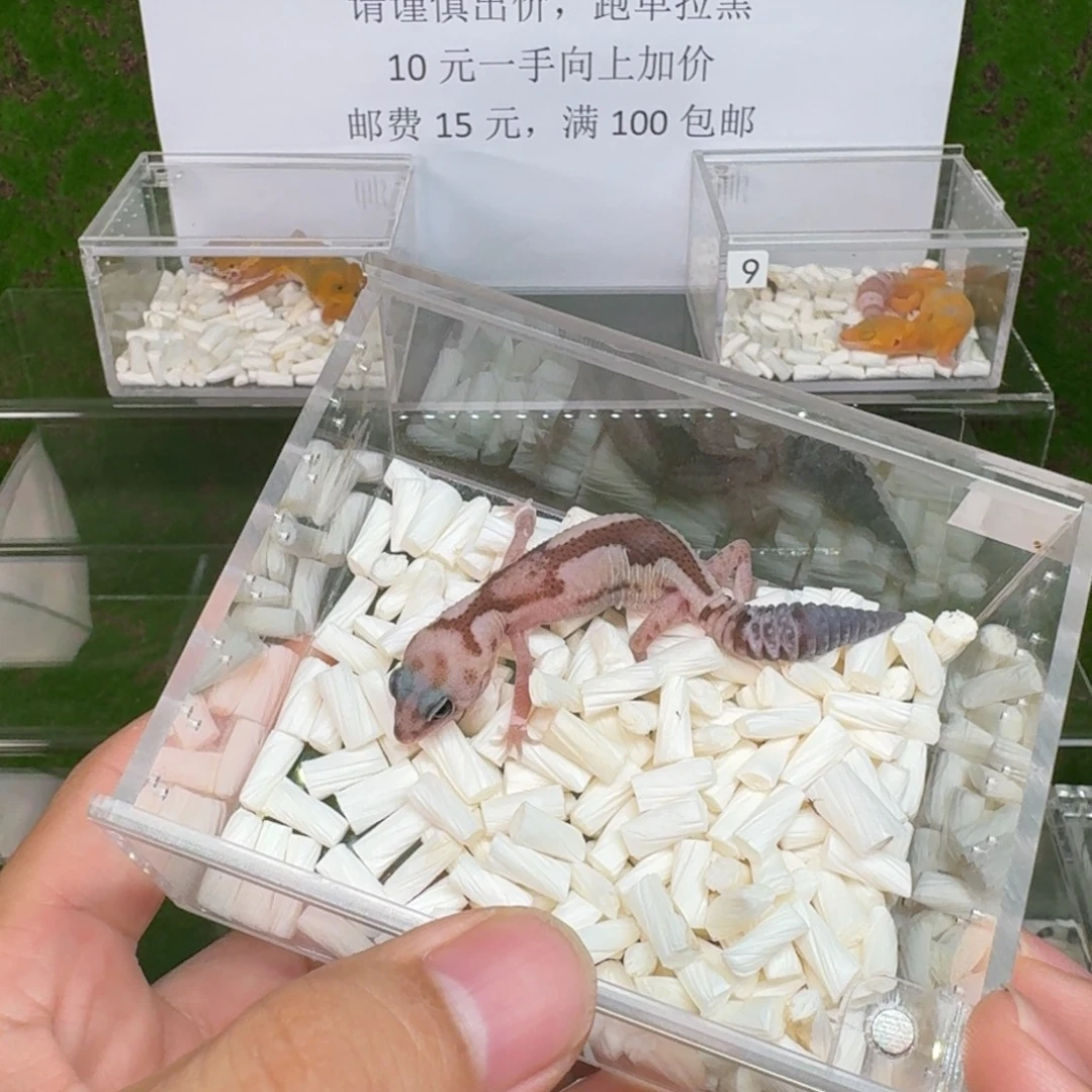 豹纹守宫肥尾祖鲁隐幽灵公