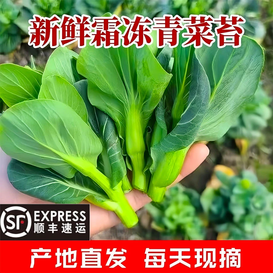 【霜冻苏州青菜苔】新鲜农家露天苏州青嫩菜苔新鲜火锅配菜顺丰包邮