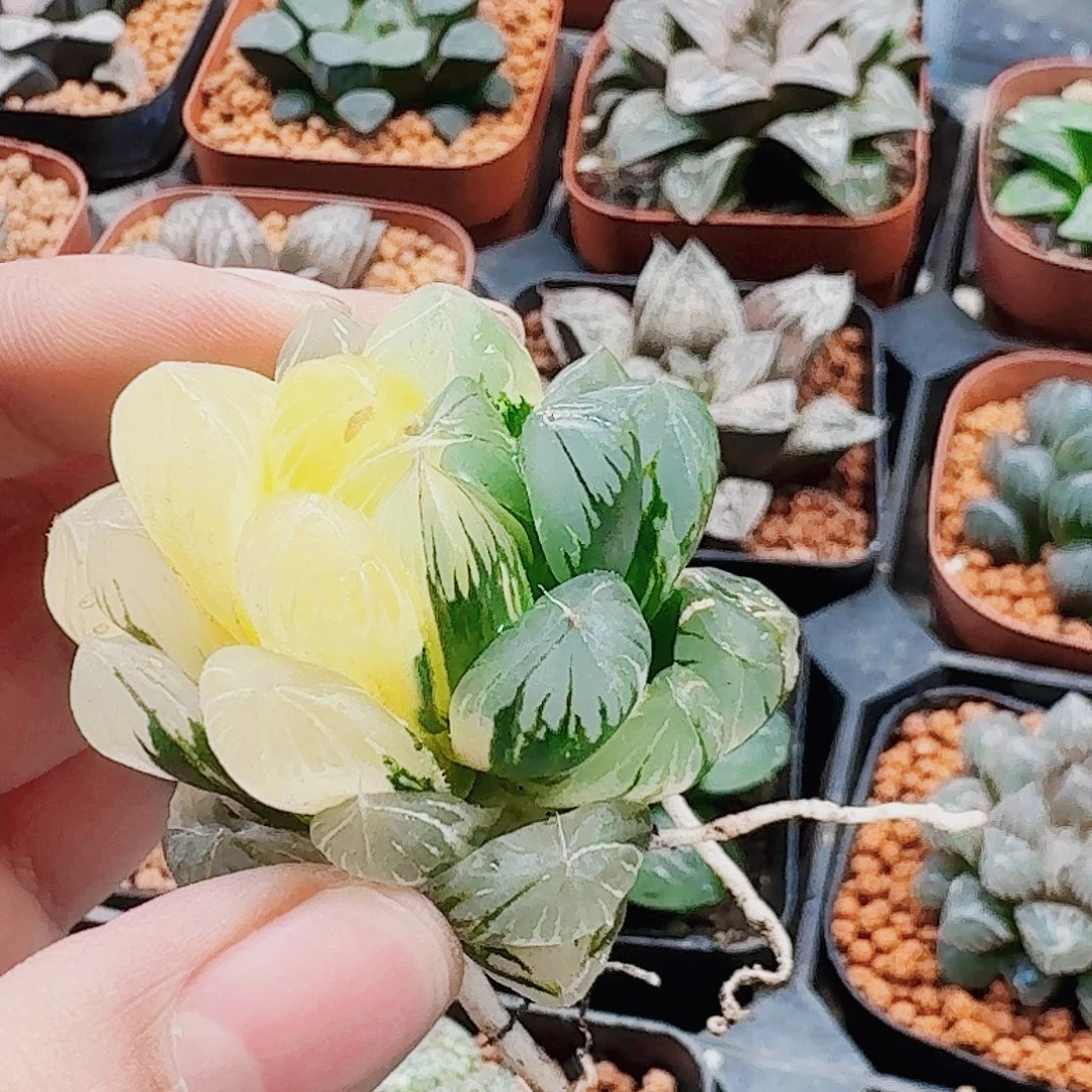 小***子十二卷 实生水晶福利