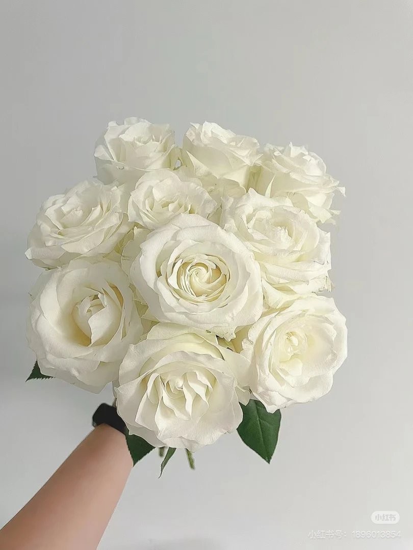 （骄傲-白巧）高杯切花月季玫瑰盆栽耐寒耐热植物花卉绿植