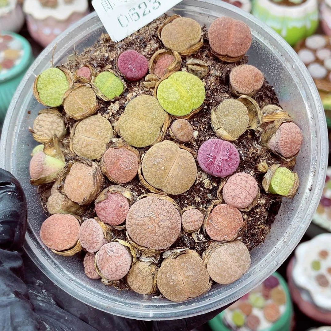 生石花满18包邮0623-10