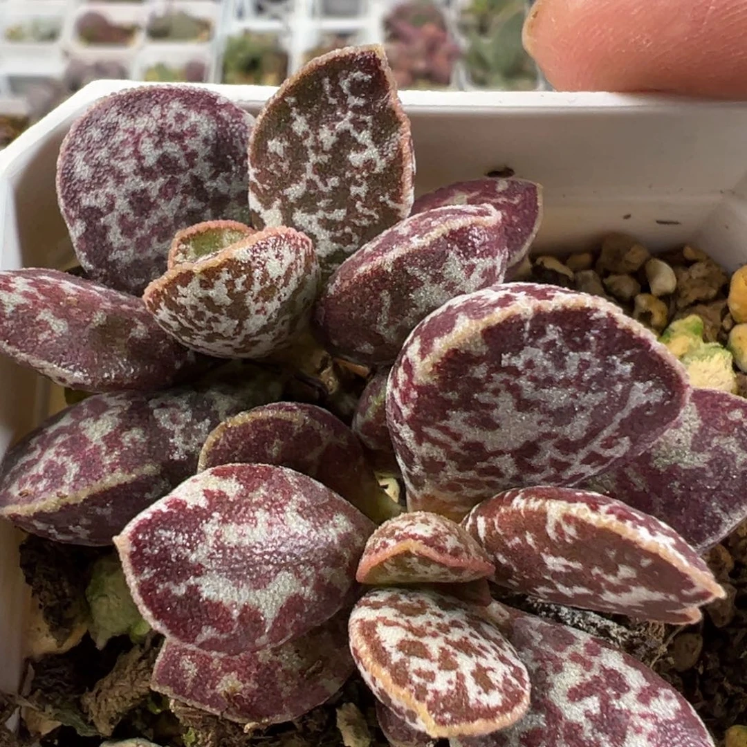 马蛋杂多肉植物水泡