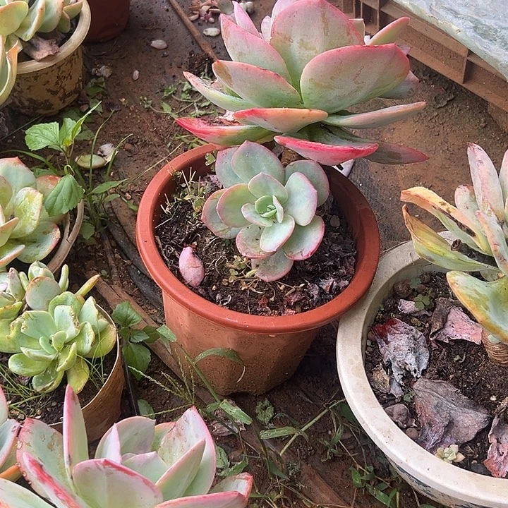 香***愁多肉植物实物直播实物191