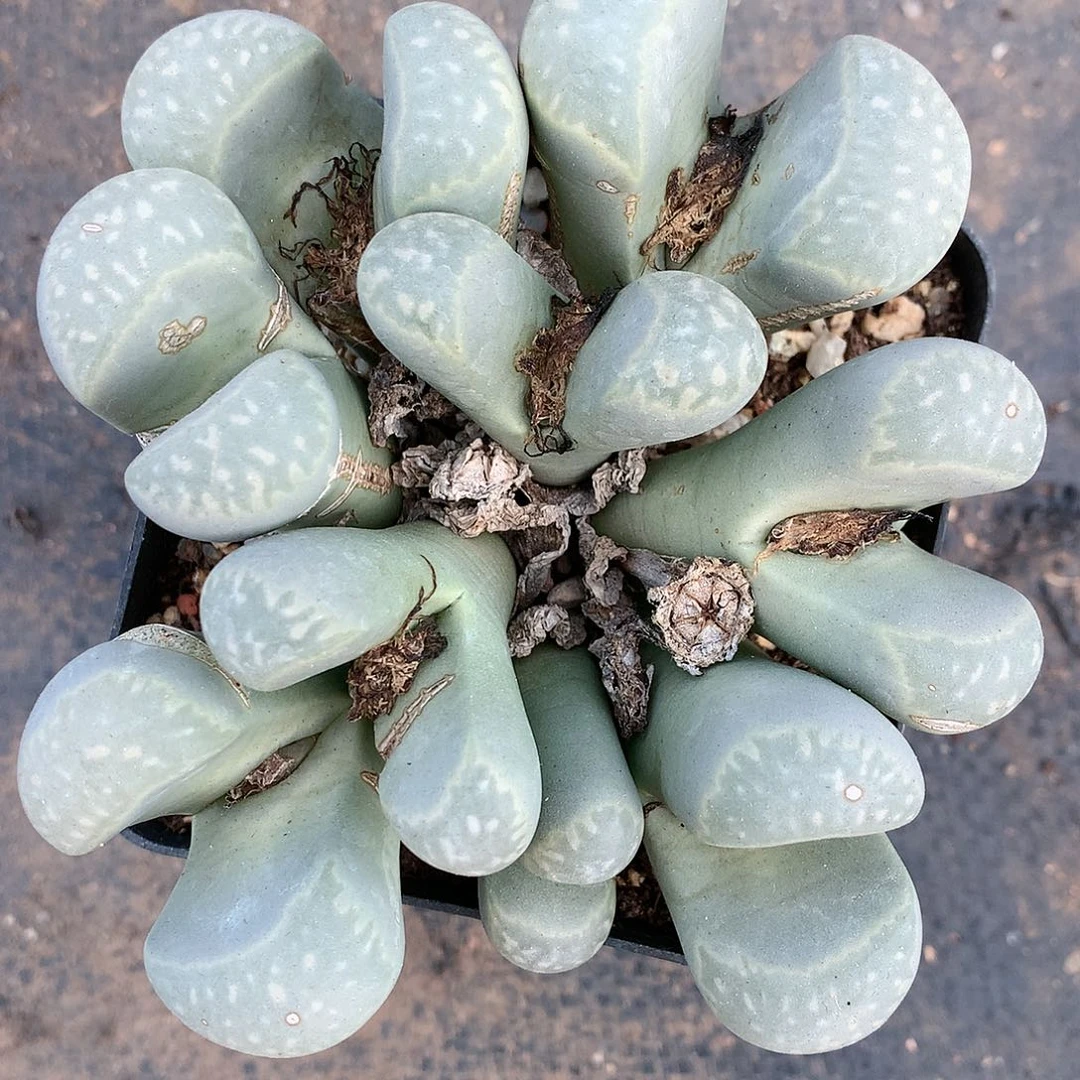 生石花母本非常好看