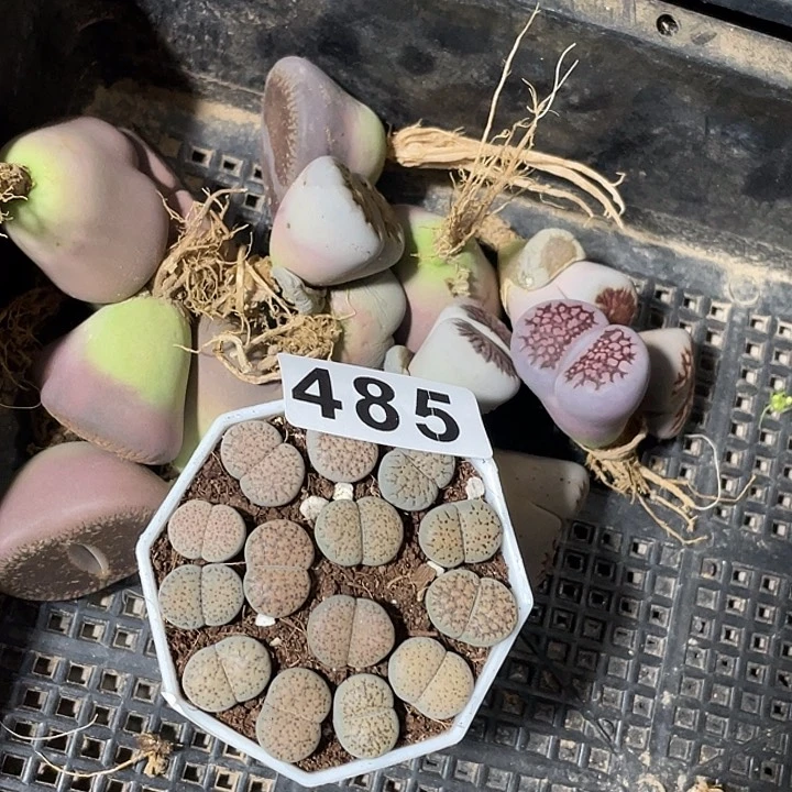 大部分花苞少量开放生石花15颗1盒485