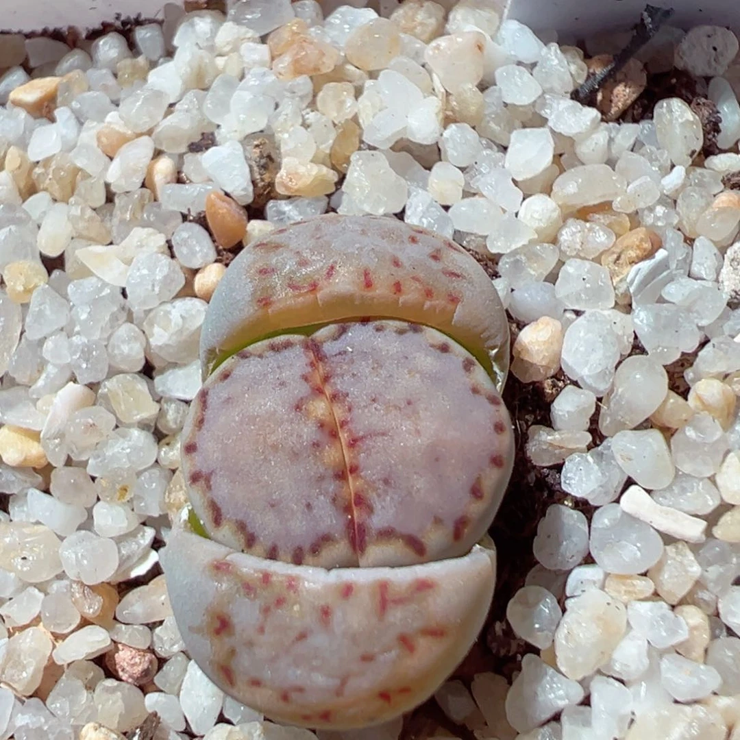 ?***?0205-265.我的小可爱