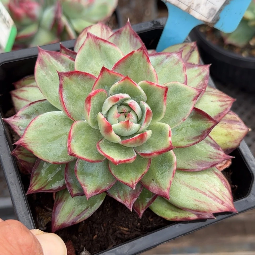 惊鸿一物一拍包装收缩花旱910