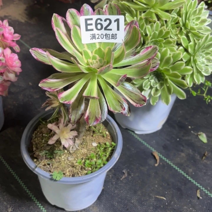 ?*奶瑞妈一物一拍621