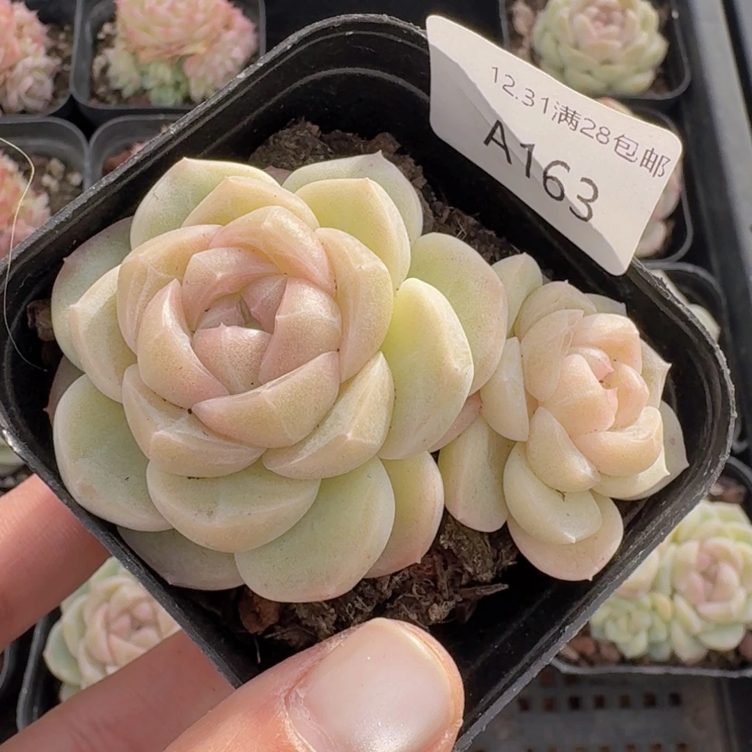 粉珍妮双头一颗带盆