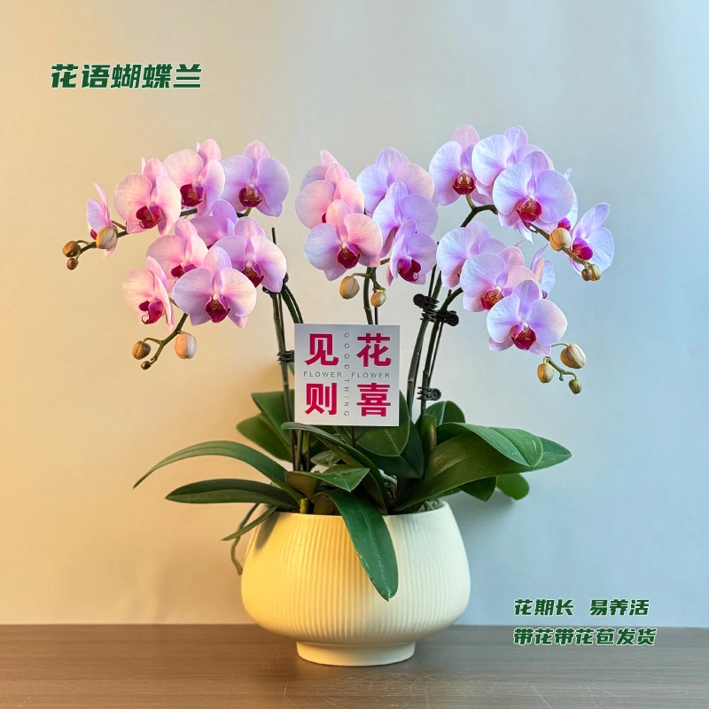 蝴蝶兰【杭州美女】 带花带花苞发货 室内客厅阳台花卉 好养易活