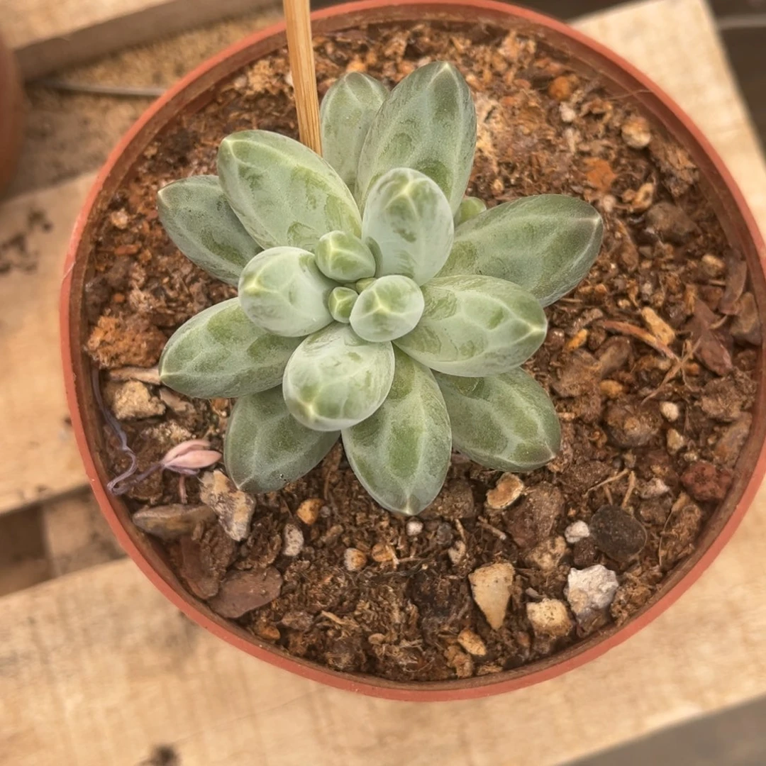 訸*多肉植物多肉植物