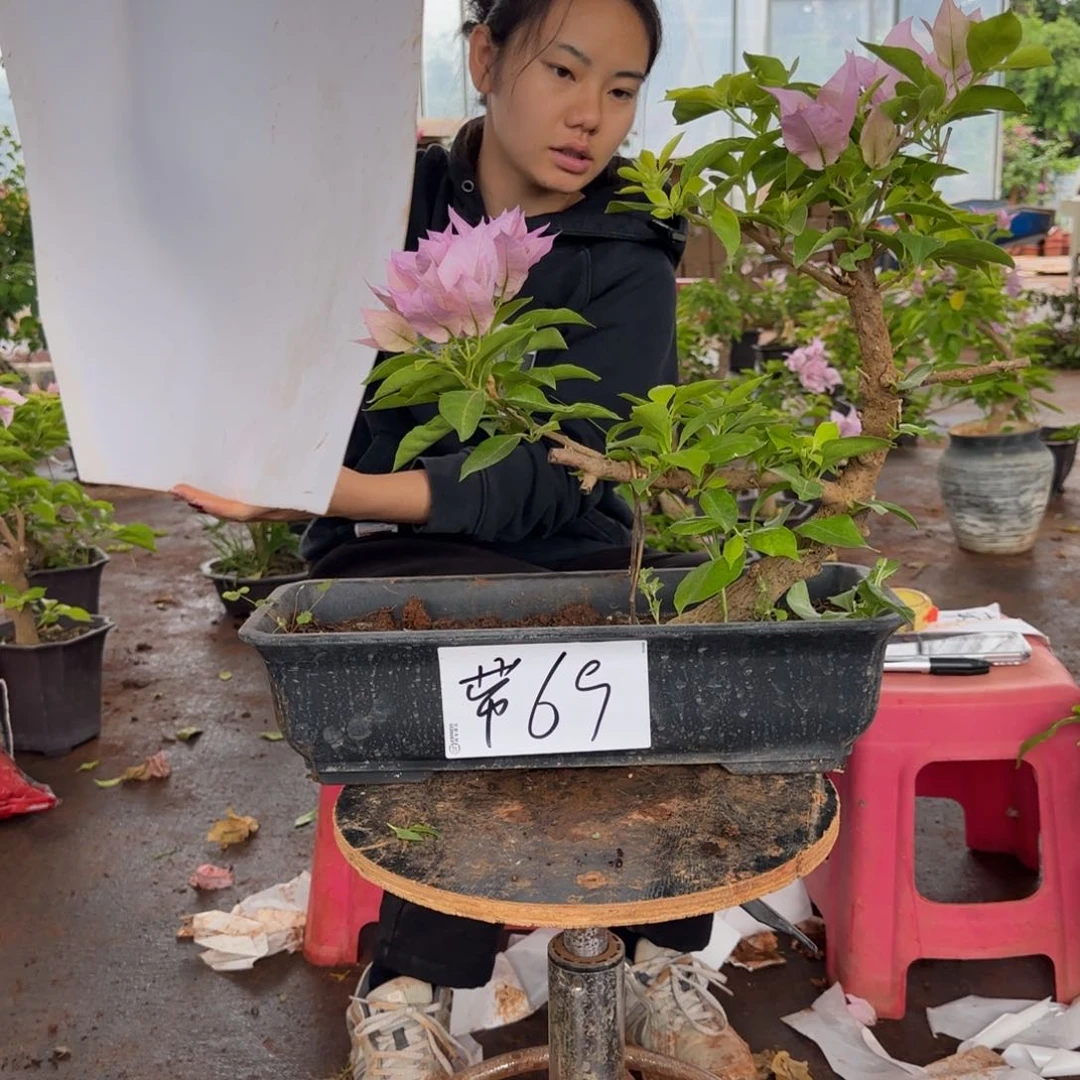 大部分花苞少量开放79 金夫人