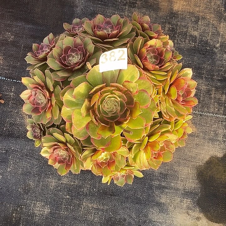 382粉花妖冠服25公分以上