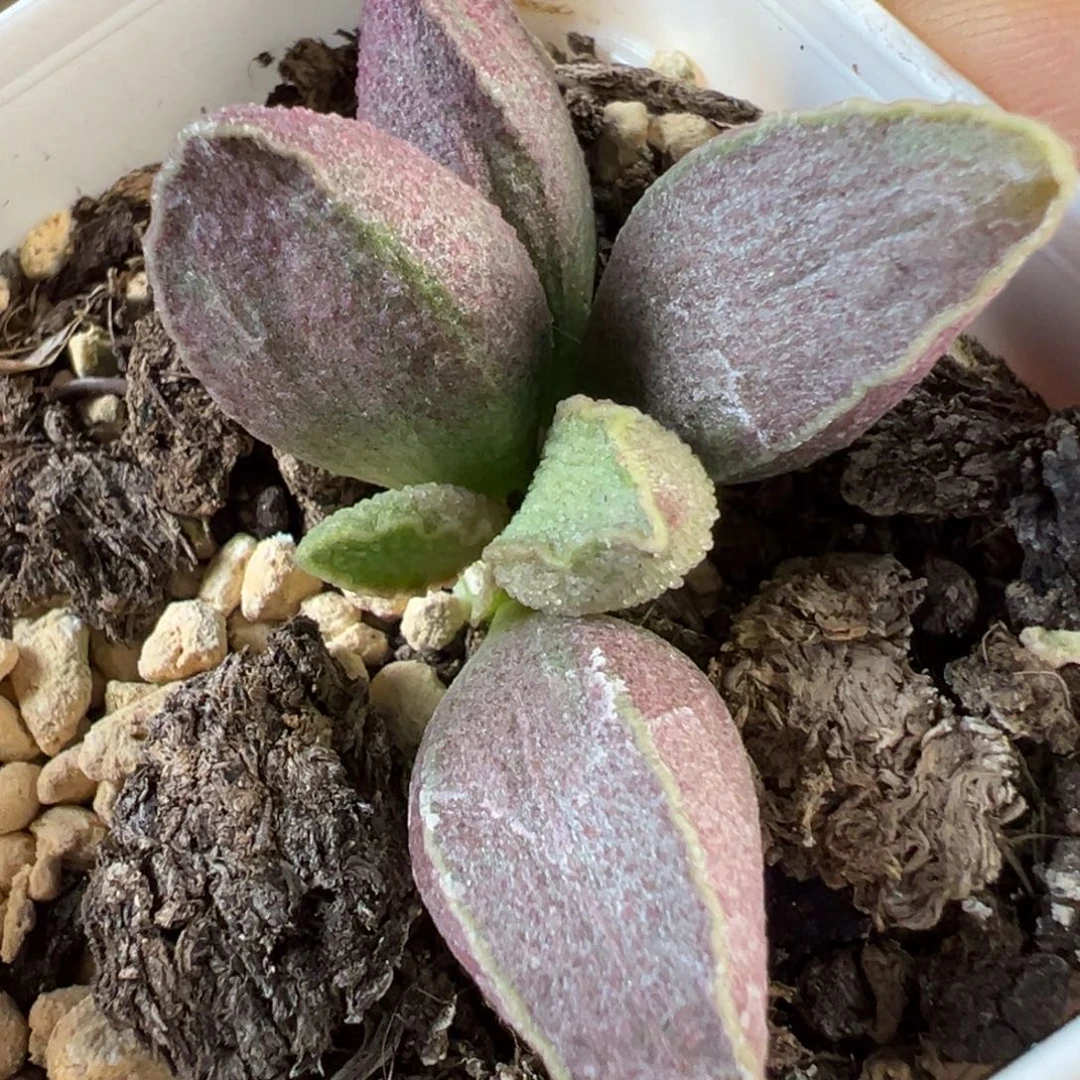 粉红猪肝多肉植物水泡