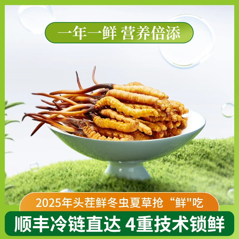 【羽泽专属】0.6-0.9克/根100根  2025鲜冬虫夏草滋补好品质煲汤