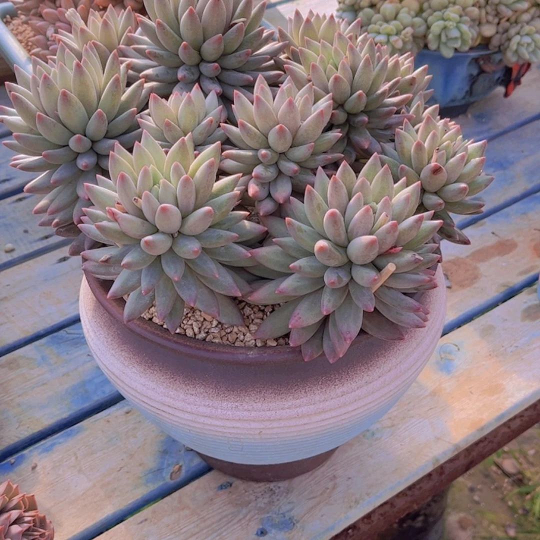 多肉老桩多破老抓紧