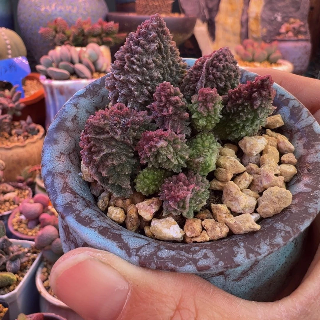 一组自拍，感谢支持