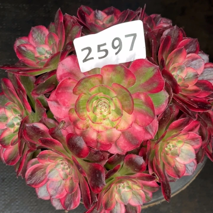 新品赤子心特价多肉