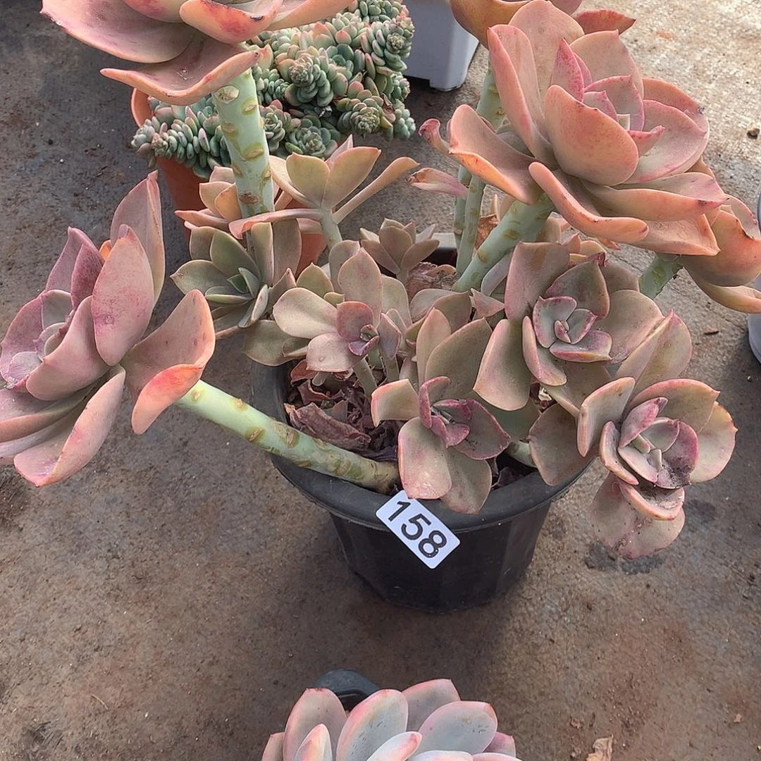 158 一物一拍多肉