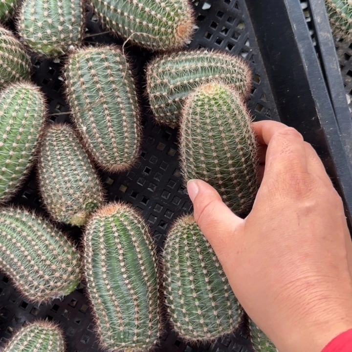 澄爱cc240根侧芽四公分左右