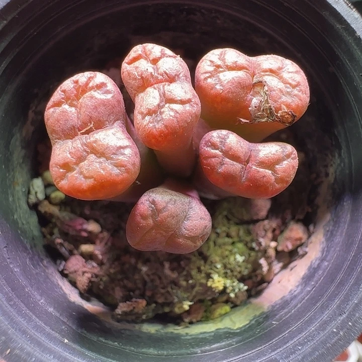 特红勋章。       264