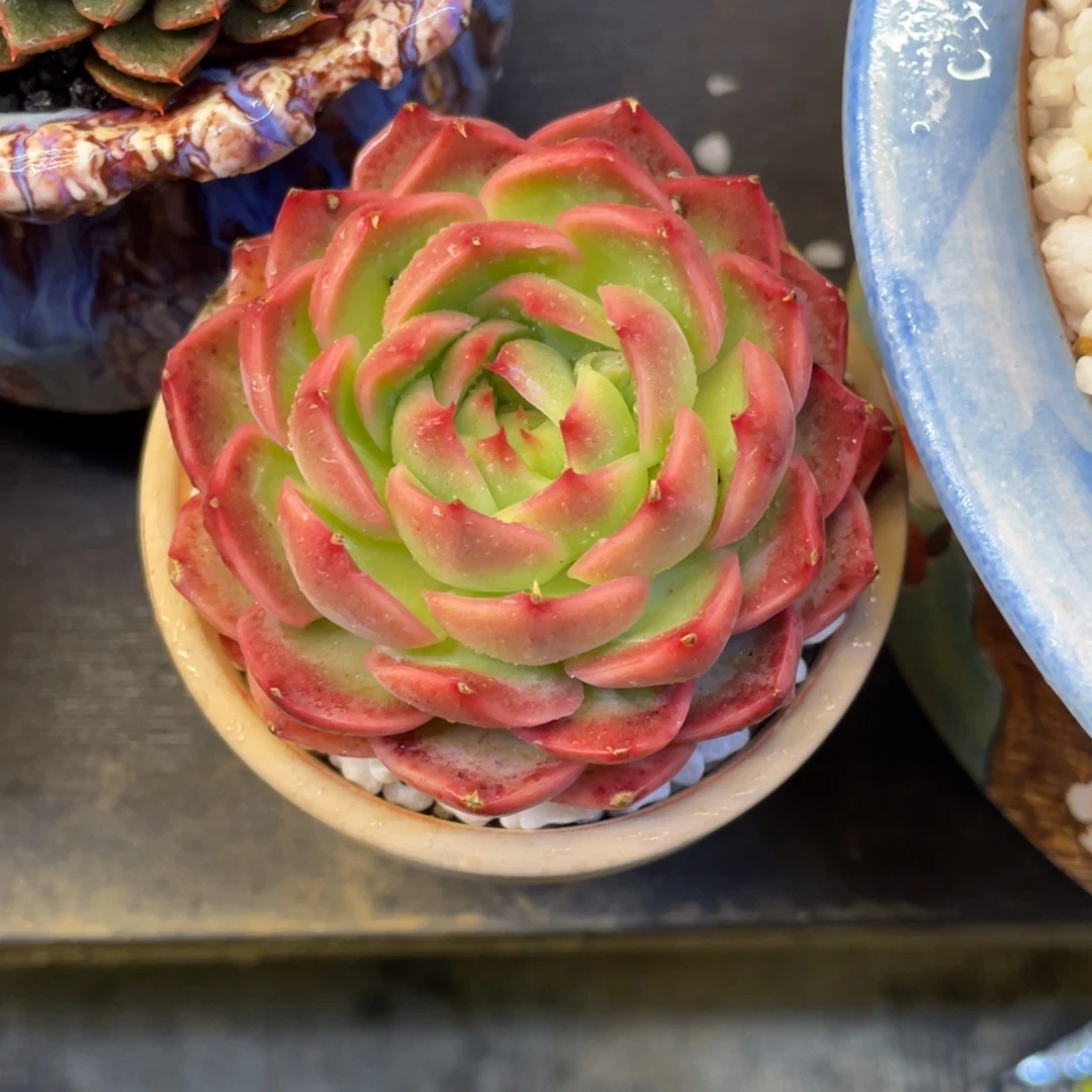 呼***C多肉植物盆栽多肉植物