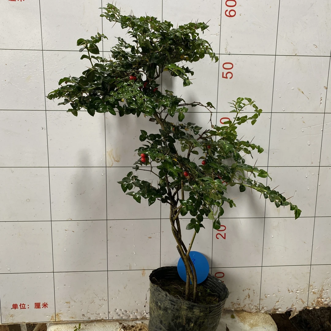 精品盆景办公桌花卉室内阳台盆栽