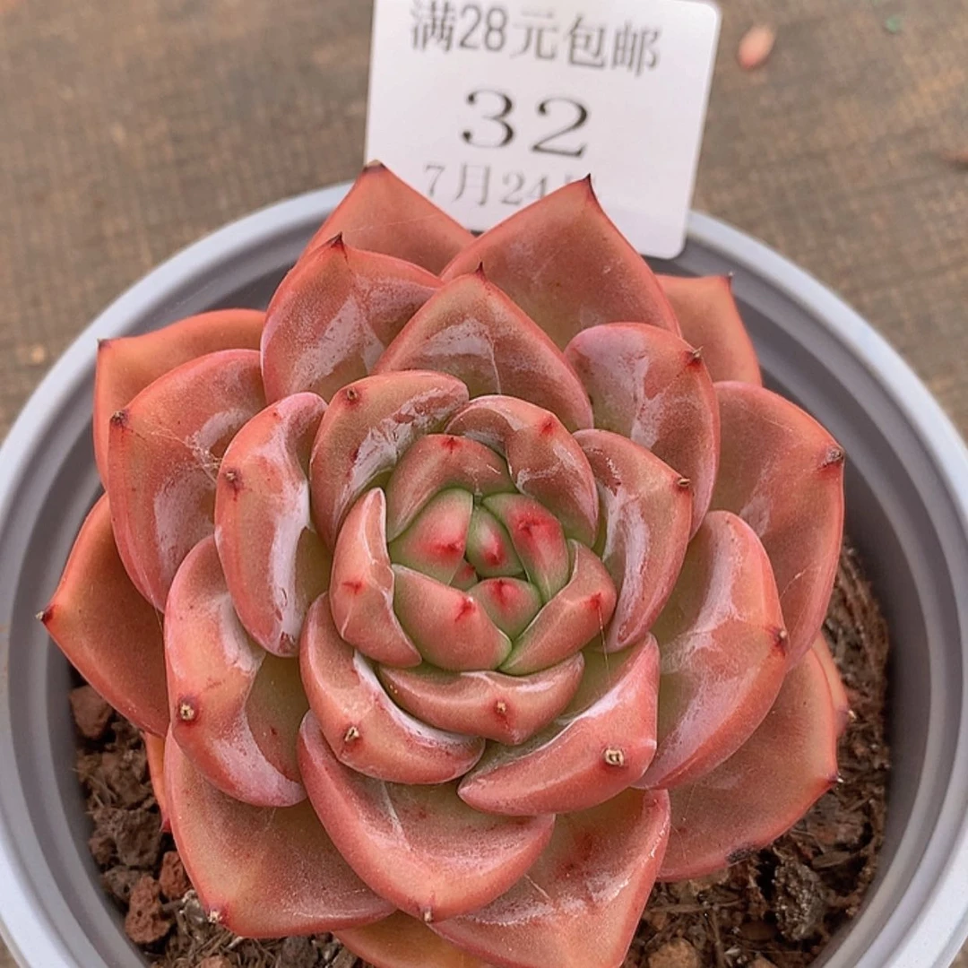 【闪购商品】云32号香槟杂
