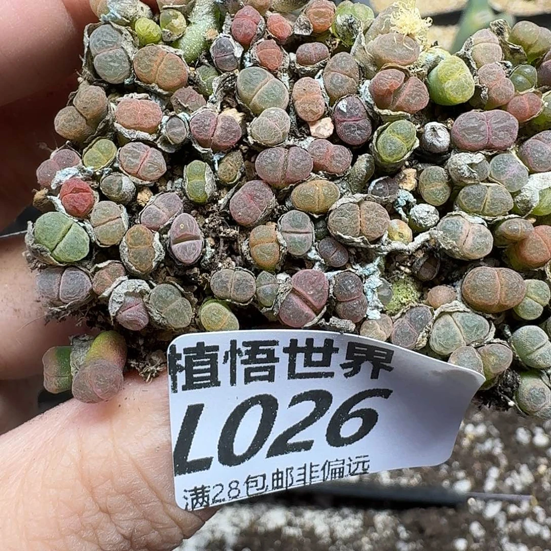 多肉植物的人生njkk