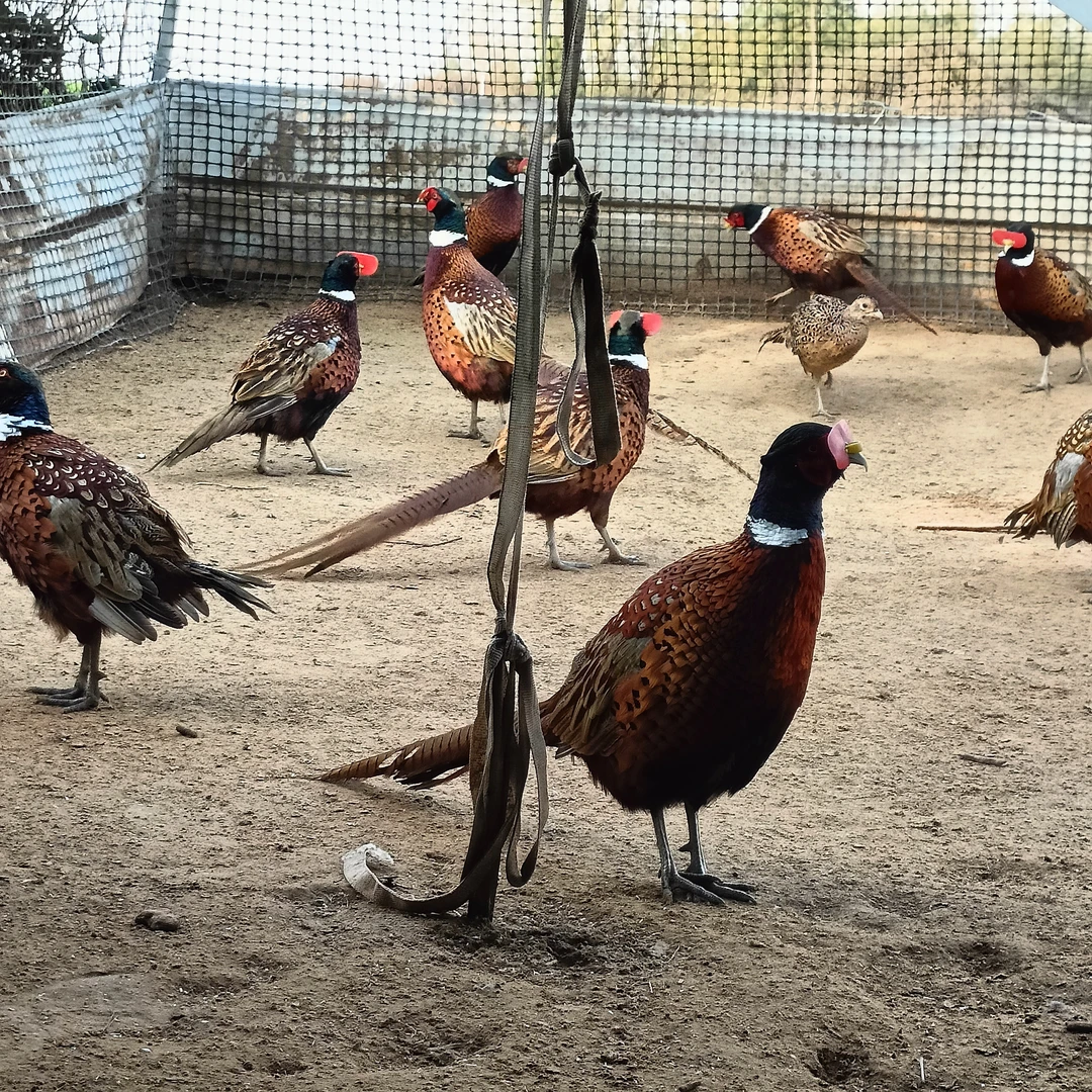 农家散养七彩山鸡