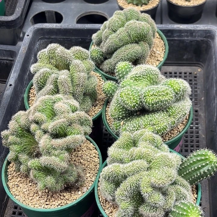 大彩草缀化大加仑盆随机一盆