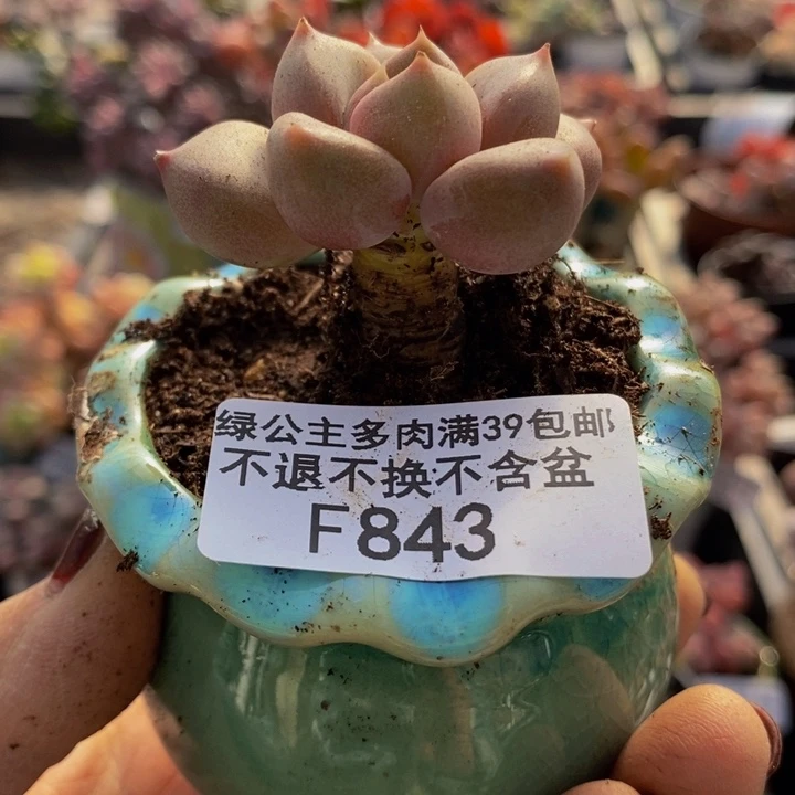 象牙奶老桩843多肉植物