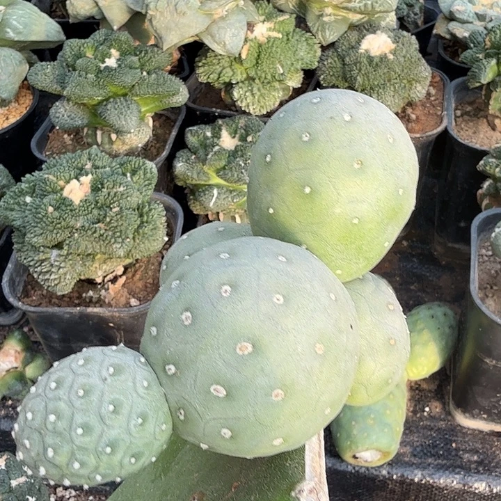 无花朵801无刺圆球习