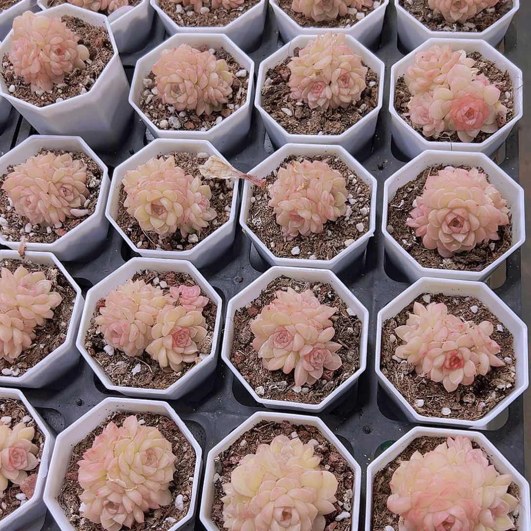 珍珠麦杆群19包邮