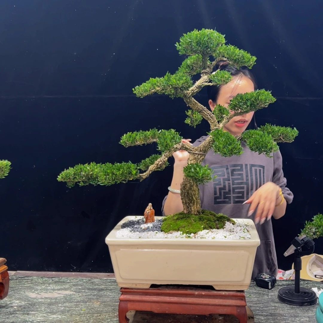 子***爷无花朵广东黄杨四季常青